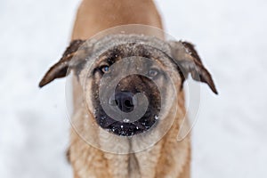 Stray dogs in the winter outside