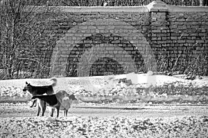 Stray dogs on the winter road.