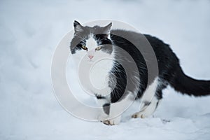 Passeggiata domestico gatto inverno 