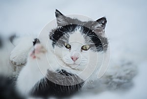Passeggiata domestico gatto inverno 