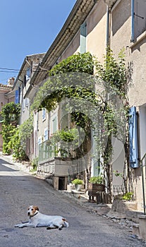 Stray Dow On Street In Provence
