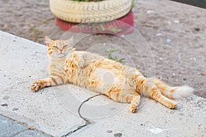 Ginger cat bellyful sleeping outdoors photo