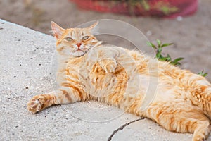 Ginger cat bellyful sleeping outdoors photo