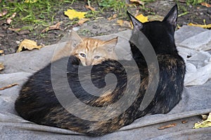Stray ginger kitten at its black mother cat looking at right