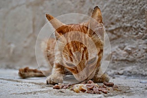 Stray malnourished kitten eating