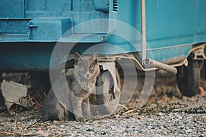 Stray gray kitten similiar to russian blue cat is sitting near the blue garbage can in Greece