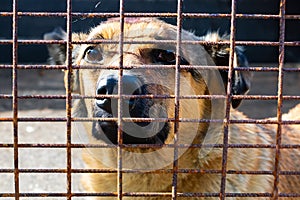 Stray homeless dog in animal shelter cage. Dog adoption, rescue, help for pets