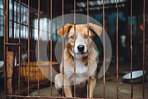 Stray homeless dog in animal shelter cage. Sad abandoned hungry dog behind old rusty grid of the cage in shelter for