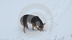 Stray Homeless dog mongrel eats his food on the snow