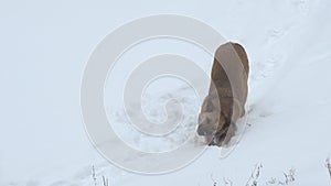 Stray Homeless dog mongrel eats his food on the snow