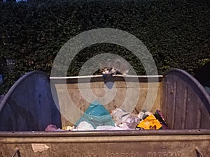 Stray homeless kitten cat on trash container