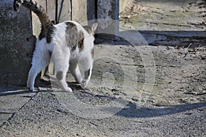 Stray homeless single cat outdoor fluffy fur in spotted patches