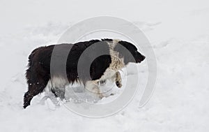 Stray hungry dog in search of some food