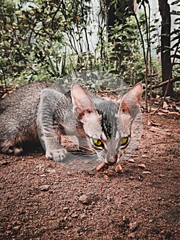 Stray kitten eating on garden