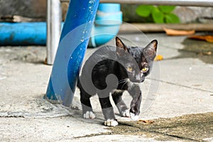 The stray kitten escapes the catch behind the bush.