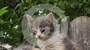 Stray kitten on a fence