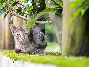 Stray kitten in Madeira island, Portugal