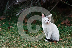 Stray kitten near his shelter in the bushes in the park