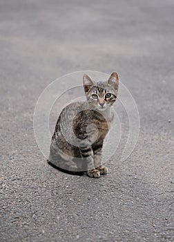 Stray kitten on the sidewalk