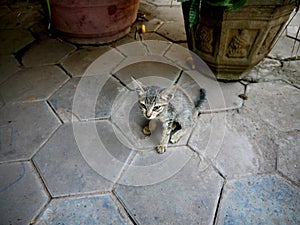 Stray kitten in Siem Reap Cambodia