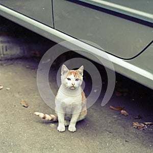 Stray kitten on the street