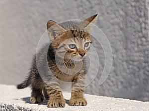 stray kitten on a wall