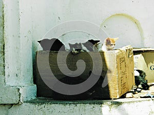 Stray kittens in a cardboard box