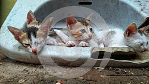 Stray kittens resting on a broken piece of ceramic wash basin, symbol of hard times survival