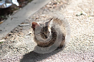 Stray kitty in the street