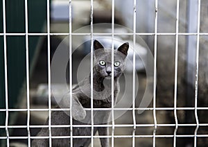 Stray locked up cat