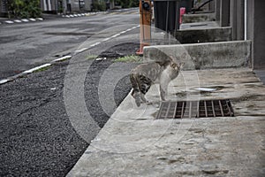 Stray male cat by the five foot way street.