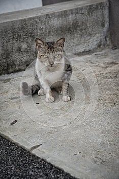 Stray male cat by the five foot way street.