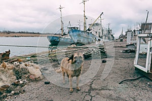 Stray mongrel dog on the background of broken rusty fishing ships