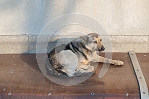 Stray mongrel dog is lying on basement awning of brown polycarbonate bound with metal strips and rivets on background of gray wall