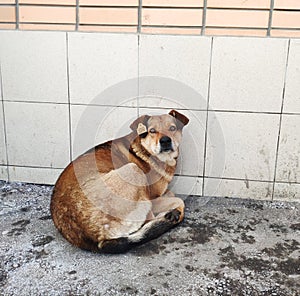 stray mongrel dog with a tag in its ear. animal has been spayed. control of the population of stray animals