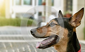 Stray mongrel rescued thai dog resting after play in garden background