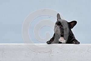 Stray mongrel rescued thai dog resting soft grey background