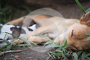 Stray mother dog feeding pups