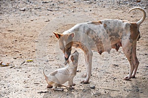 Stray mother dog with puppy in endearing moment.