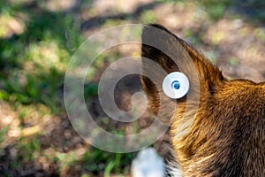 A stray neutered dog with a chip in its ear. Close-up of the head. Sad mongrel lying on the ground. Abandoned lone pet