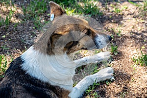 A stray neutered dog with a chip in its ear. Sad mongrel lying on the ground. Abandoned lone pet on the grass in a