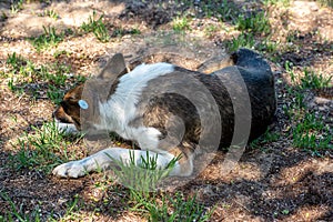 A stray neutered dog with a chip in its ear. Sad mongrel lying on the ground. Abandoned lone pet on the grass in a