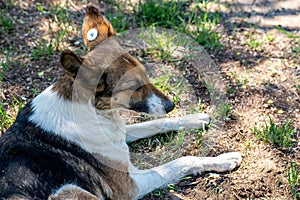 A stray neutered dog with a chip in its ear. Sad mongrel lying on the ground. Abandoned lone pet on the grass in a