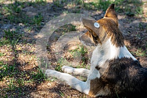 A stray neutered dog with a chip in its ear. Sad mongrel lying on the ground. Abandoned lone pet on the grass in a