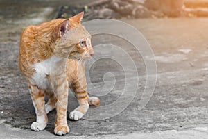 Stray old cats have orange stripes. Looking at something on cement floor.