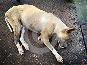 Stray old dog sleeping