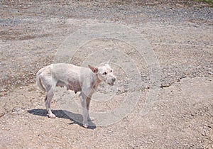 Stray old white dog with breastfeeding  on the ground background