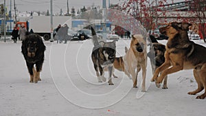 Stray pack of homeless dogs on the street in the city in winter
