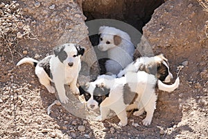 Stray puppies