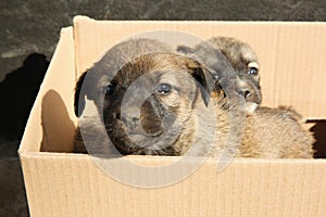 Stray puppies in cardboard box. Baby animals
